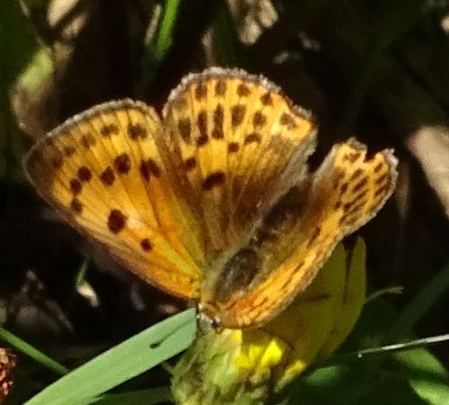 Lycaena virgaureae